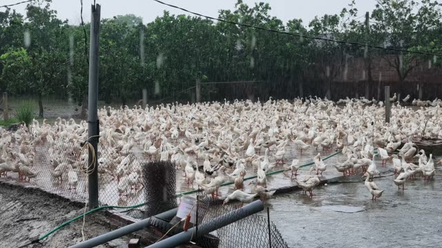 Duck Farm Pond Landscape