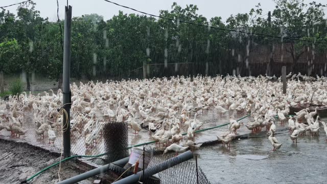 Ducks Gathered At Pond Edge