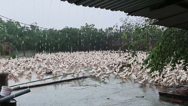 Duck Farm Pond Landscape