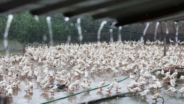 Duck Farm Pond Landscape