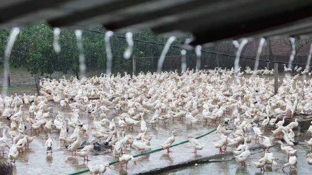 Ducks Gathered At Pond Edge