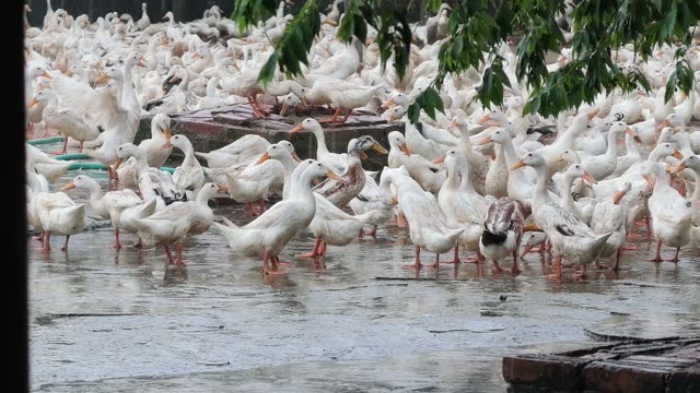 Duck Farm Pond Landscape
