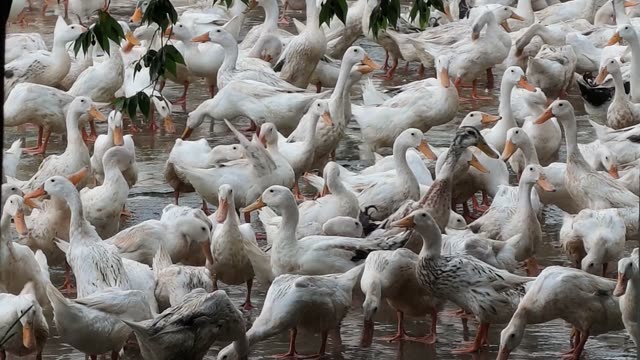 Ducks Gathered At Pond Edge