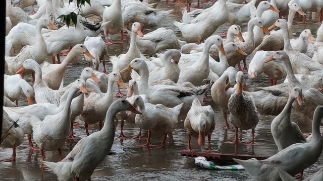Duck Farm Pond Landscape