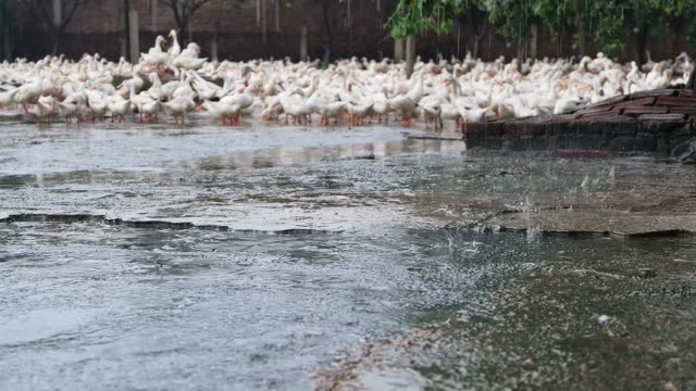 Ducks Gathered At Pond Edge