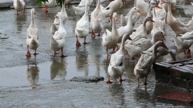 Duck Farm Pond Landscape