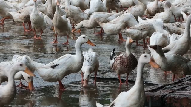 Ducks Gathered At Pond Edge