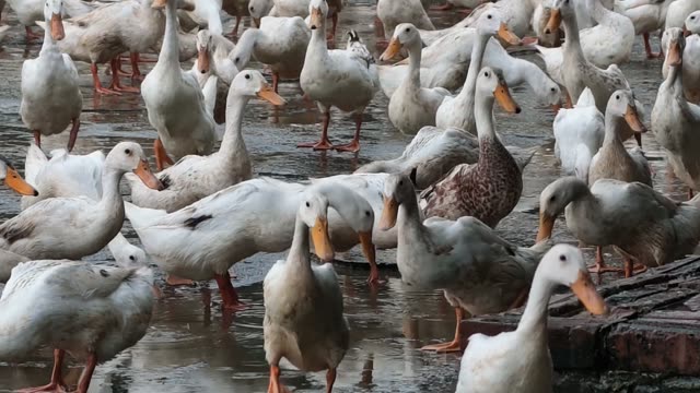Duck Farm Pond Landscape