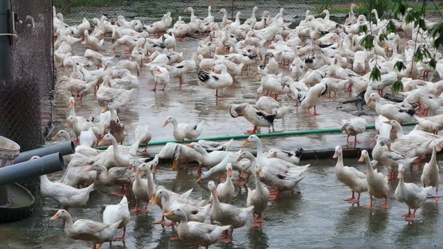 Ducks Gathered At Pond Edge