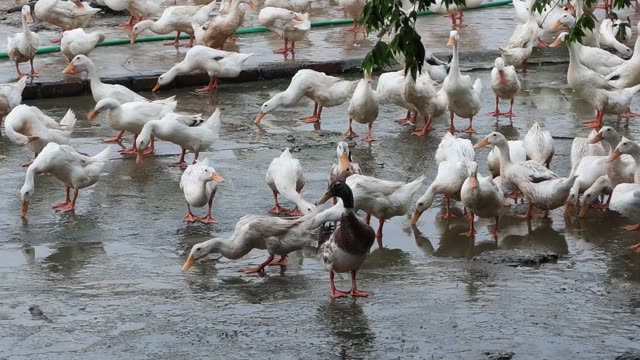 Duck Farm Pond Landscape