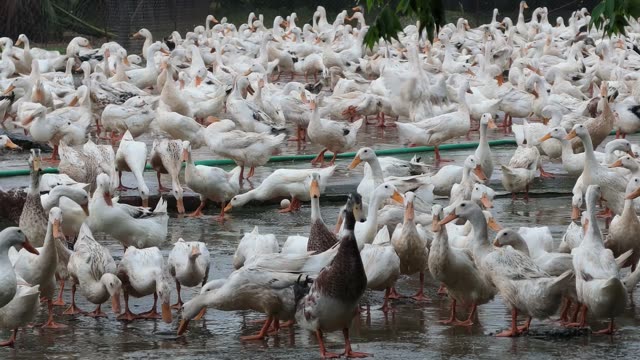 Ducks Gathered At Pond Edge