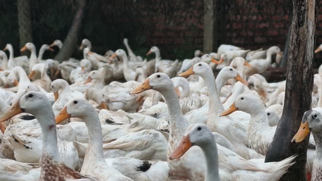 Duck Farm Pond Landscape