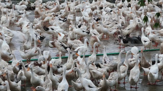 Ducks Gathered At Pond Edge