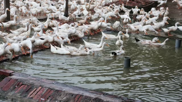 Duck Farm Pond Landscape