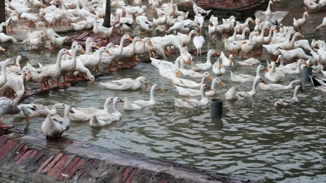 Ducks Gathered At Pond Edge