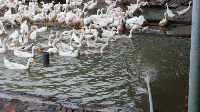 Ducks Eating From Cone Feeder