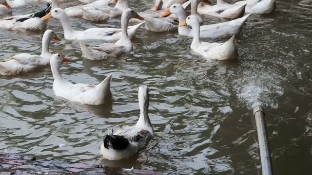 Ducks Eating From Cone Feeder