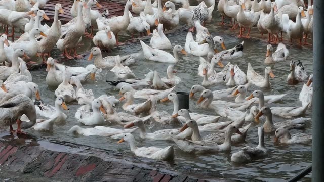 Ducks Eating From Cone Feeder