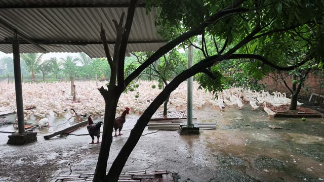 Empty Duck Barn Interior