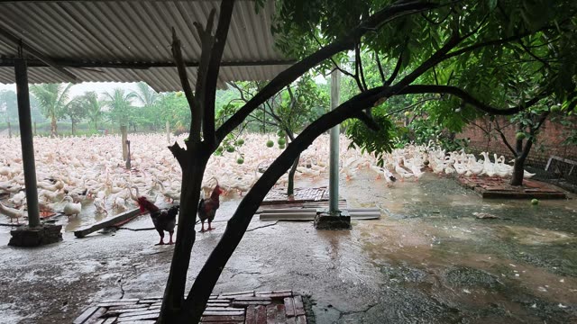 Ducks Eating From Cone Feeder