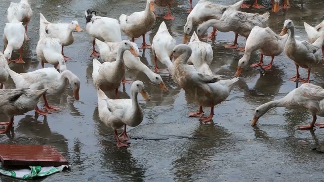 Ducks Eating From Cone Feeder