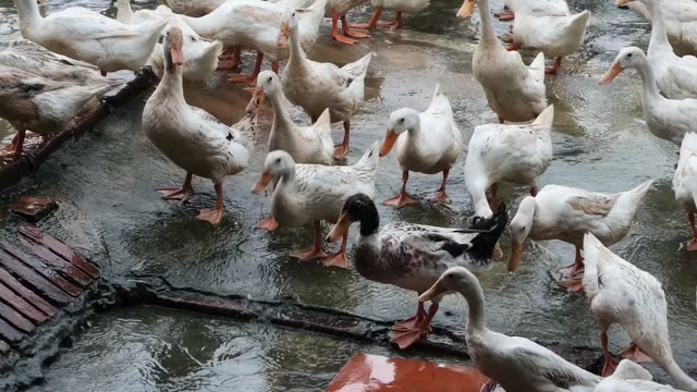 Ducks Eating From Cone Feeder
