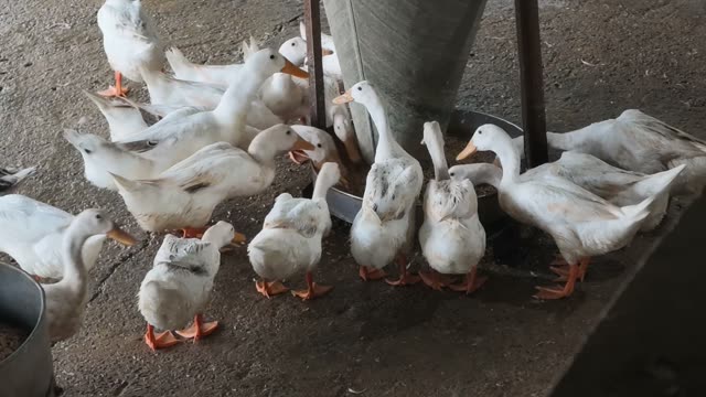 Ducks Eating From Cone Feeder