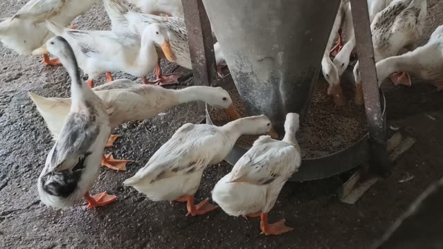 Empty Duck Barn Interior