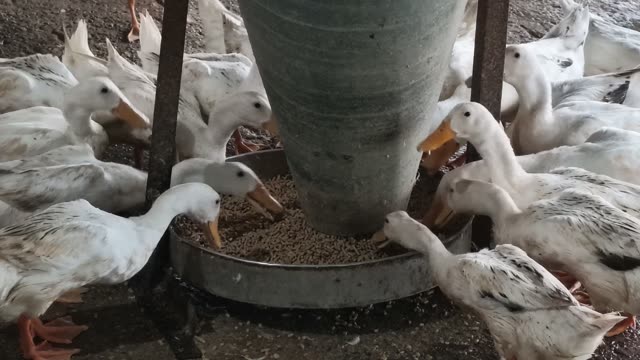 Ducks Eating From Cone Feeder