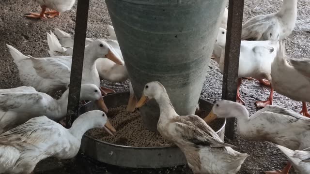 Empty Duck Barn Interior