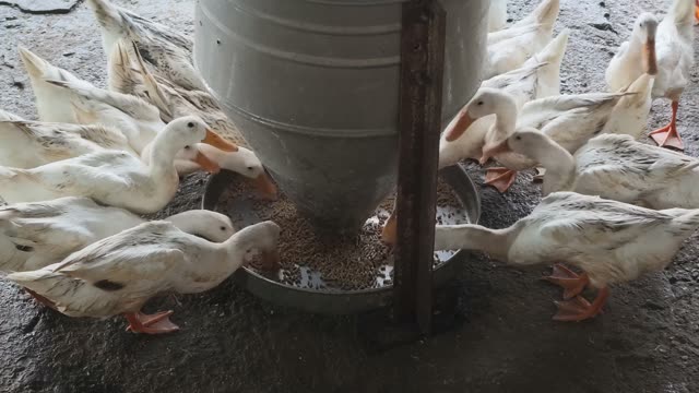 Ducks Eating From Cone Feeder