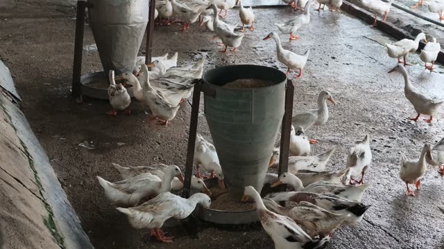 Ducks Eating From Cone Feeder