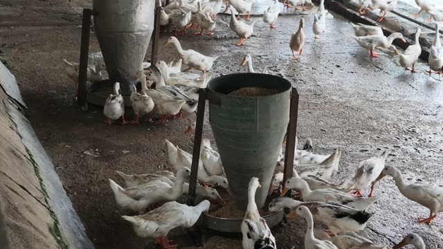 Empty Duck Barn Interior