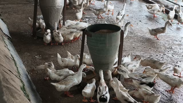 Ducks Eating From Cone Feeder