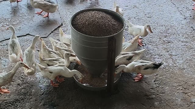 Empty Duck Barn Interior