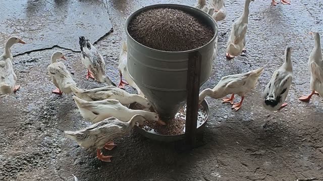 Ducks Eating From Cone Feeder