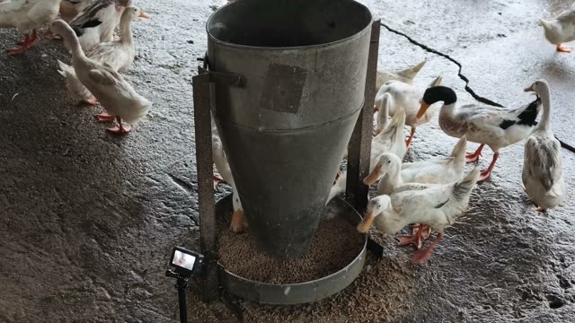 Empty Duck Barn Interior