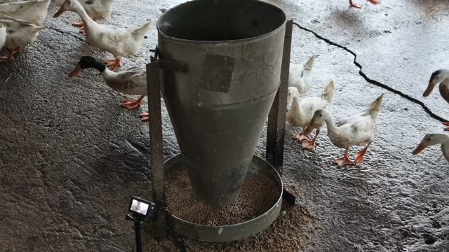 Ducks Eating From Cone Feeder