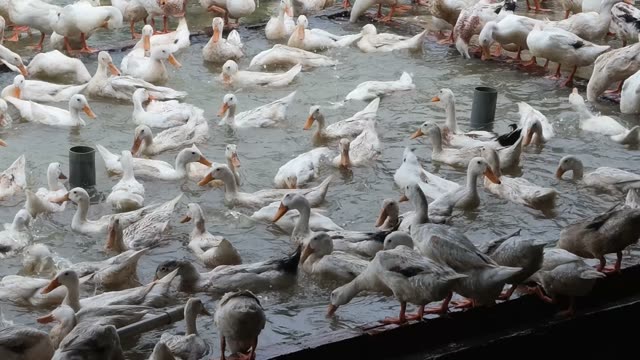 Ducks Eating From Cone Feeder
