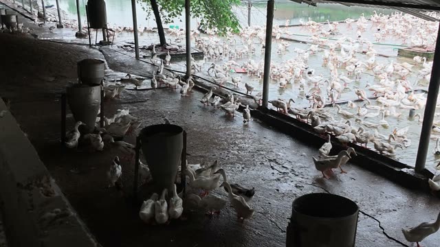 Empty Duck Barn Interior