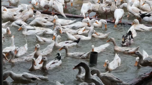 Ducks Eating From Cone Feeder