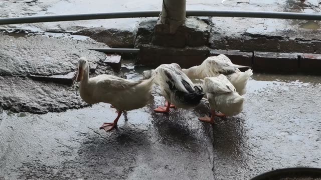 Ducks Eating From Cone Feeder