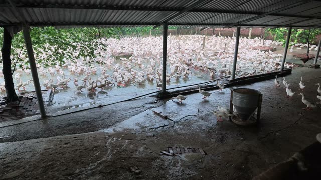 Duck Farm Ponds Panorama
