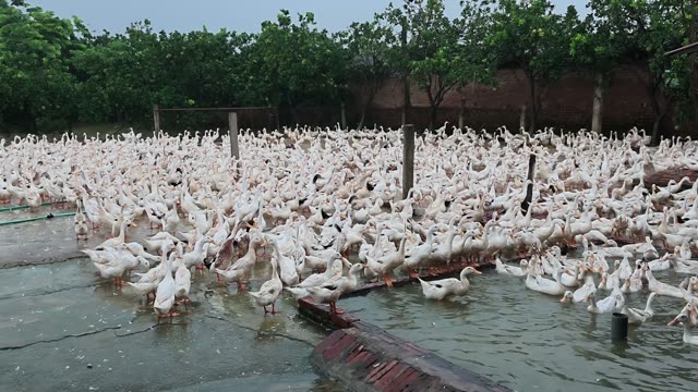 Duck Farm Ponds Panorama