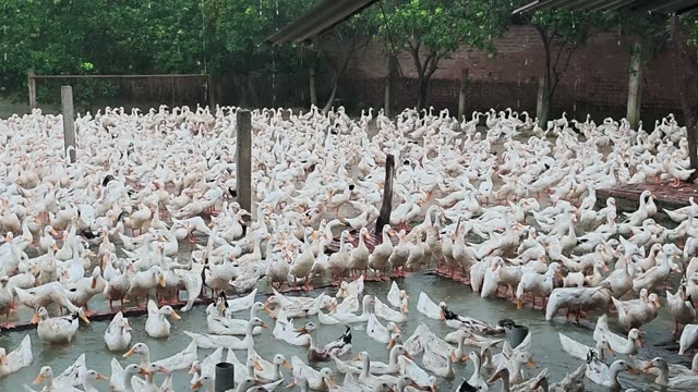 Duck Farm Ponds Panorama