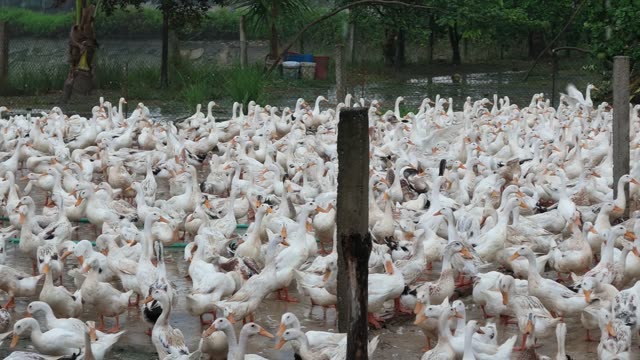 Duck Farm Ponds Panorama