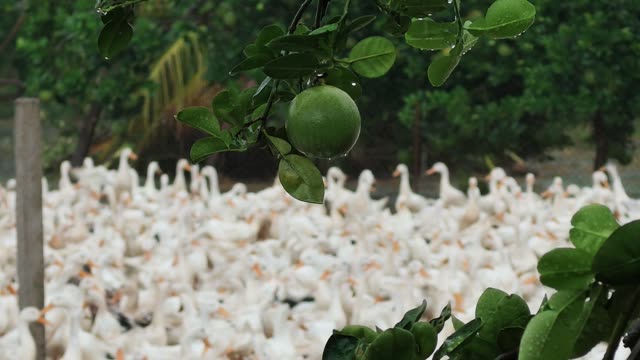 Duck Farm Ponds Panorama