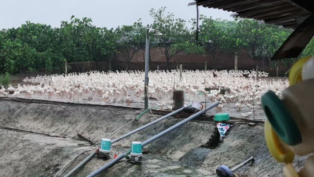 Duck Farm Ponds Panorama