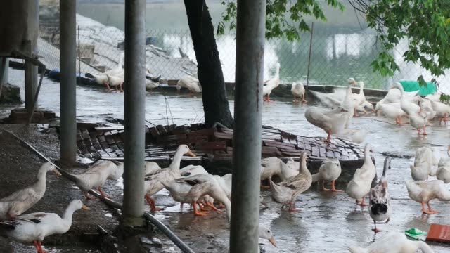 Duck Farm Ponds Panorama