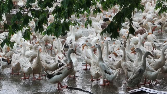 Duck Farm Ponds Panorama